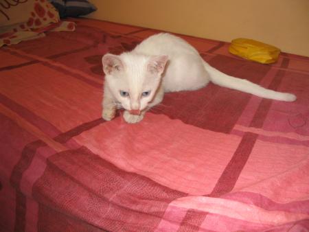 kitty